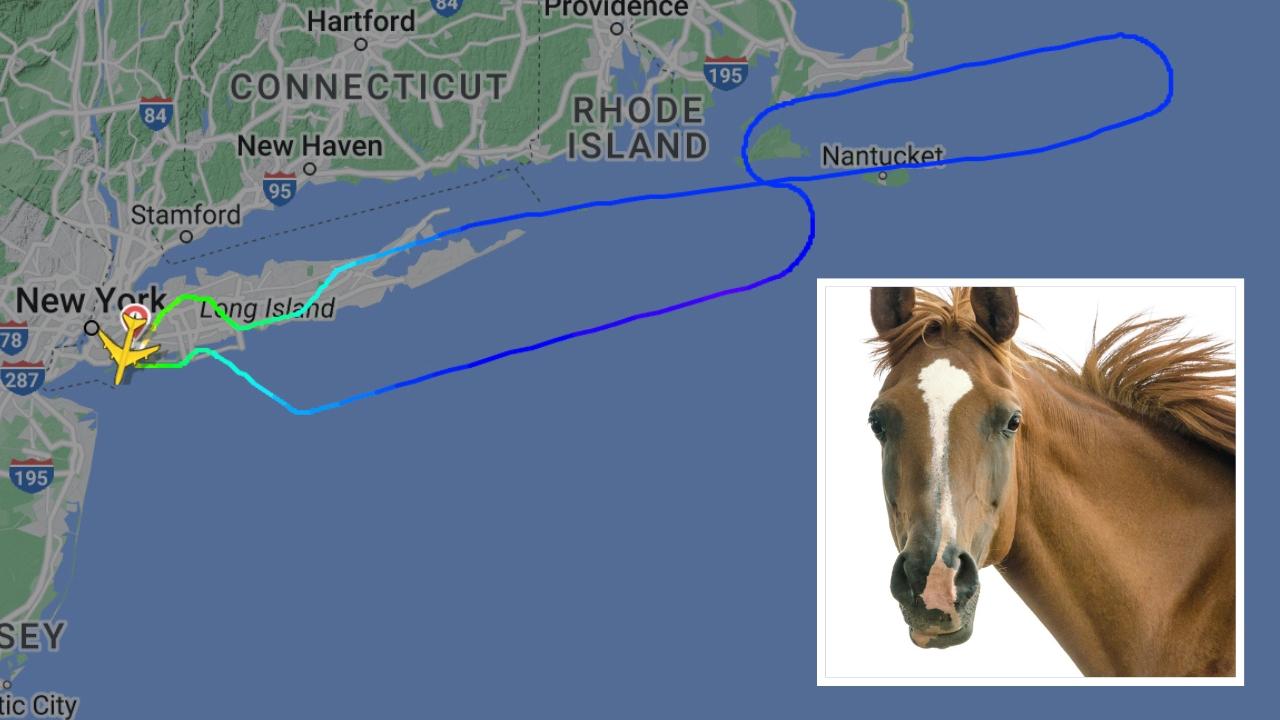 Airplane turns again after horse escapes in cargo maintain, is euthanised