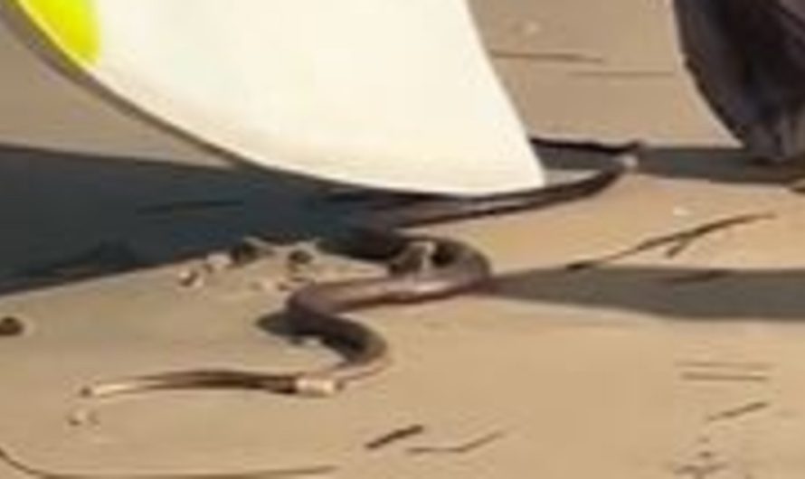 Lethal brown snake taken off Gold Coast seashore with surfboard