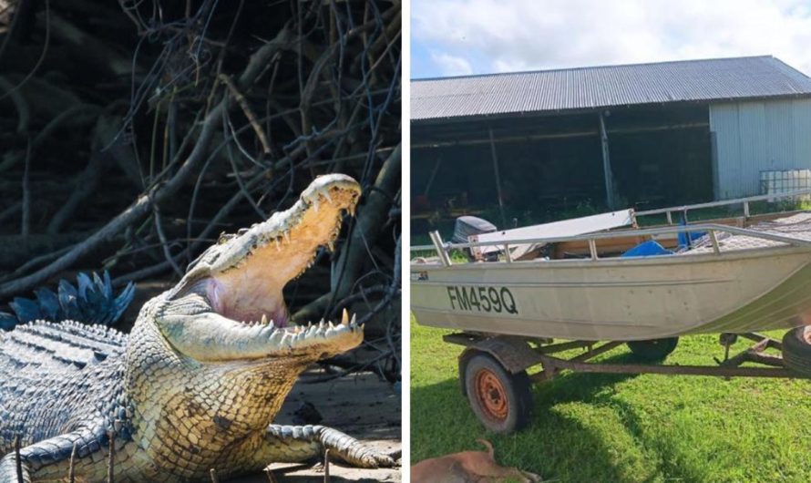 Crocodile assault, Mackay: Fisherman remembers when croc launched itself onto his boat