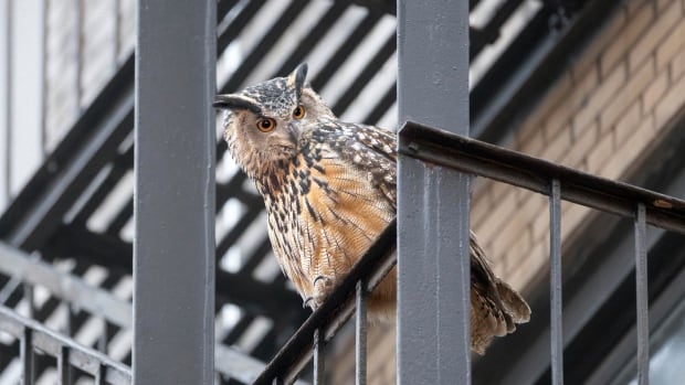 Flaco the owl, New York Metropolis’s favorite flying fugitive, discovered useless